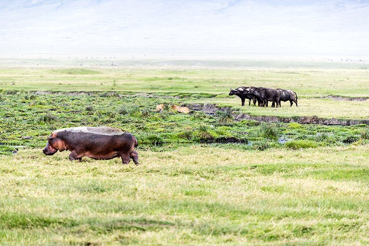 TZA ARU Ngorongoro 2016DEC26 Crater 037